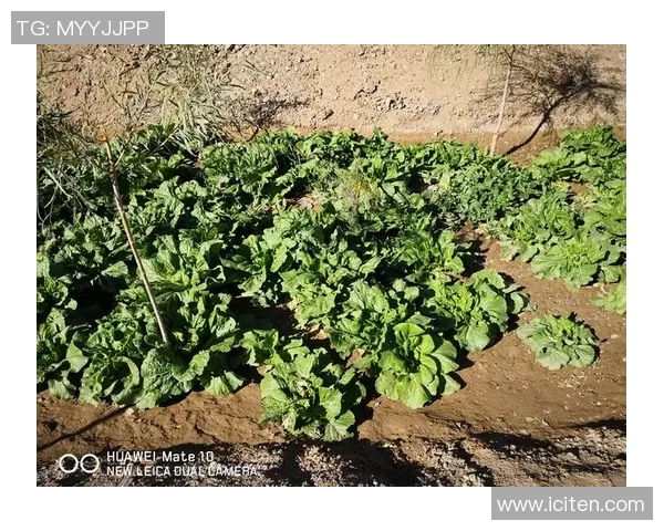 深度对话:刘娜在CSGO世界中的成长与挑战之路